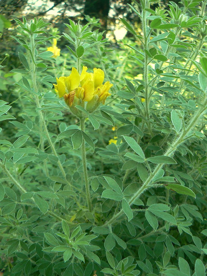 Image of genus Chamaecytisus specimen.
