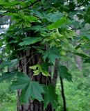 Acer platanoides. Верхушка ветви с плодами. Московская обл., г. Железнодорожный, в культуре. 06.06.2020.