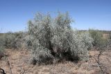 Ammodendron conollyi