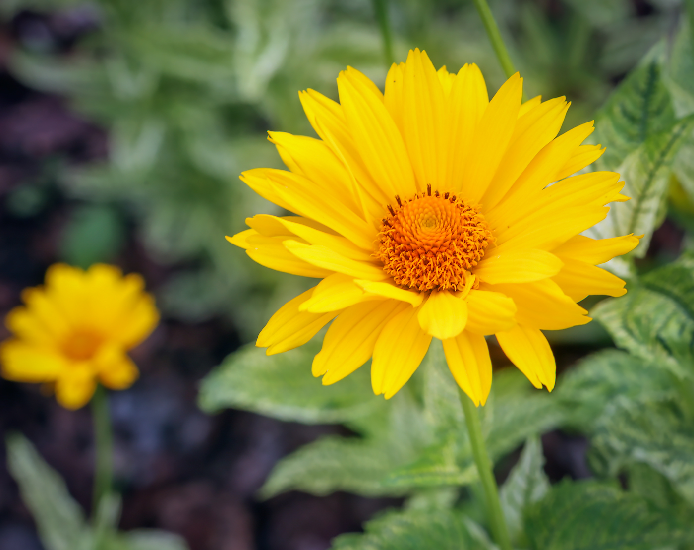 Image of Heliopsis helianthoides specimen.