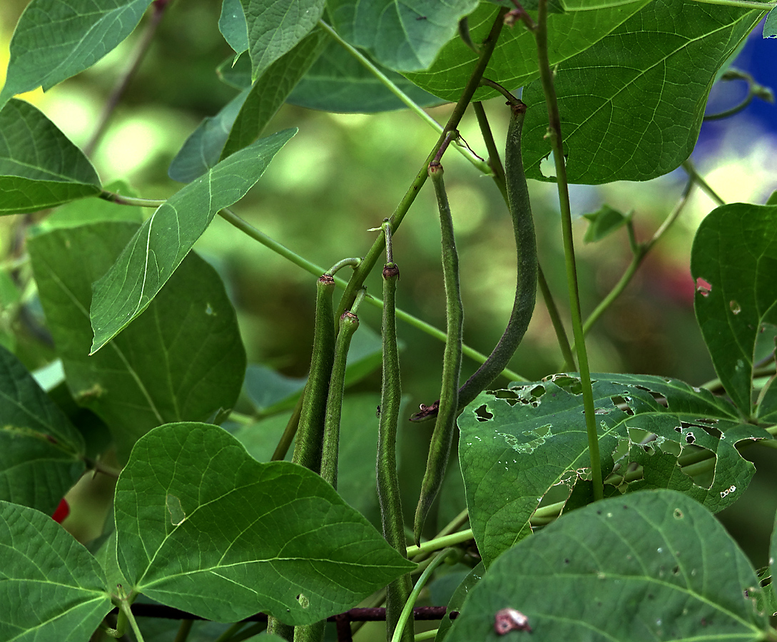 Изображение особи Phaseolus coccineus.