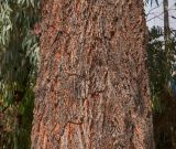 Eucalyptus sideroxylon