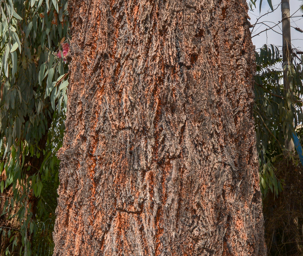Изображение особи Eucalyptus sideroxylon.