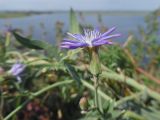 Lactuca tatarica. Соцветие. Татарстан, Зеленодольский р-н, Свияжск, у обрыва. 29.08.2020.