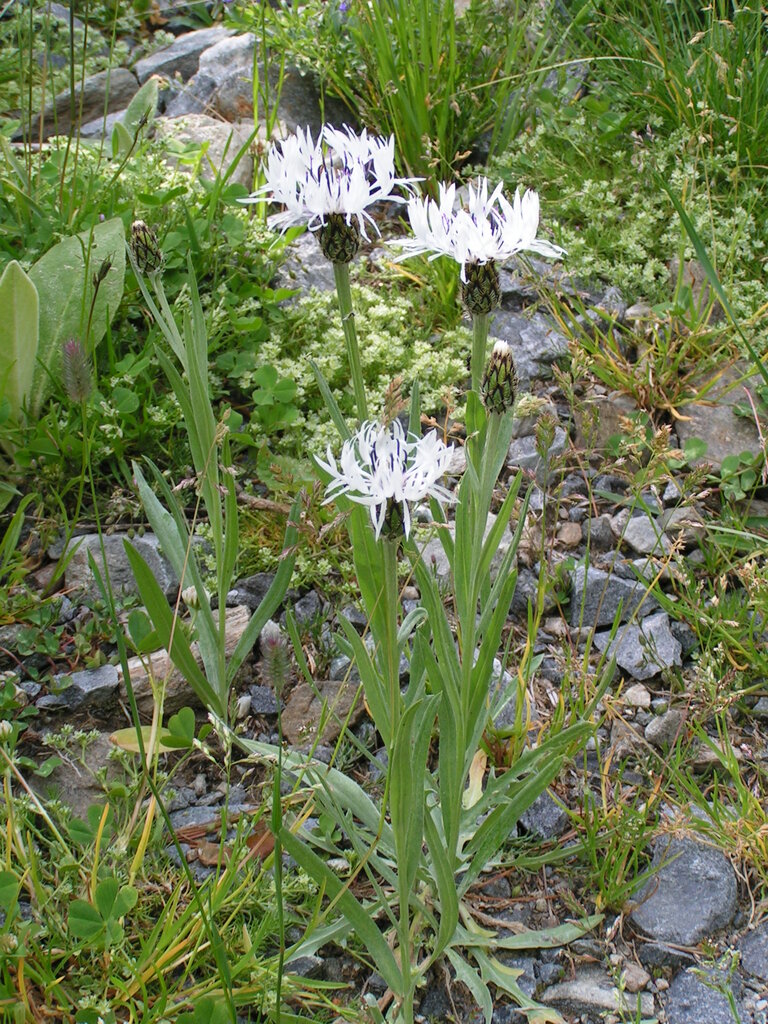 Image of Centaurea orbelica specimen.