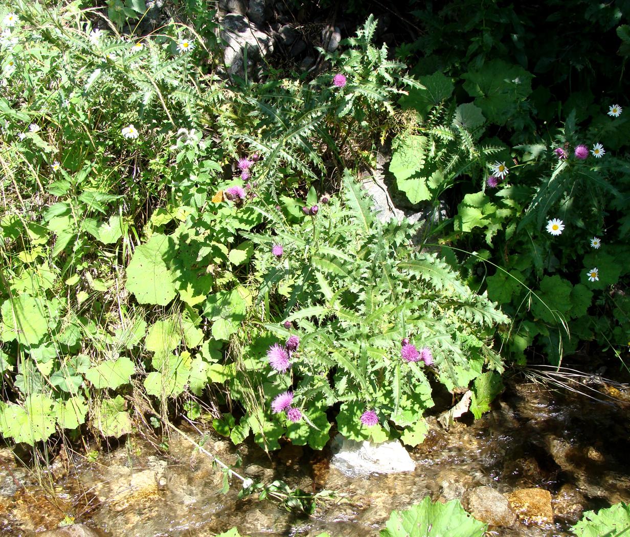 Изображение особи род Cirsium.