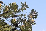 Banksia integrifolia