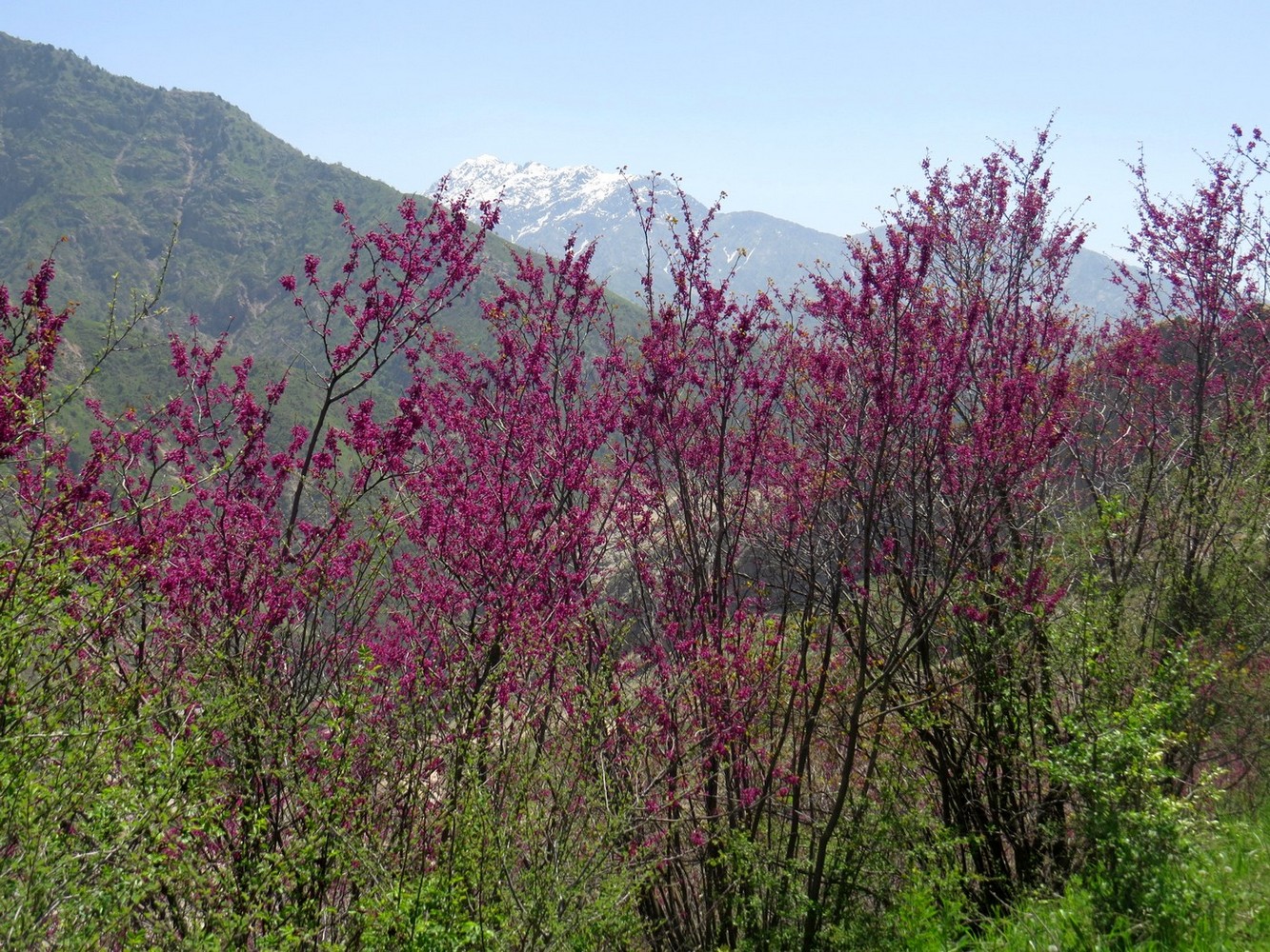 Image of Cercis griffithii specimen.