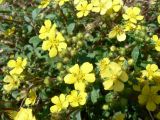 genus Potentilla. Цветки и бутоны. Хабаровский край, Хабаровский р-н, Большой Уссурийский остров, берег протоки р. Амур. 17.05.2020.