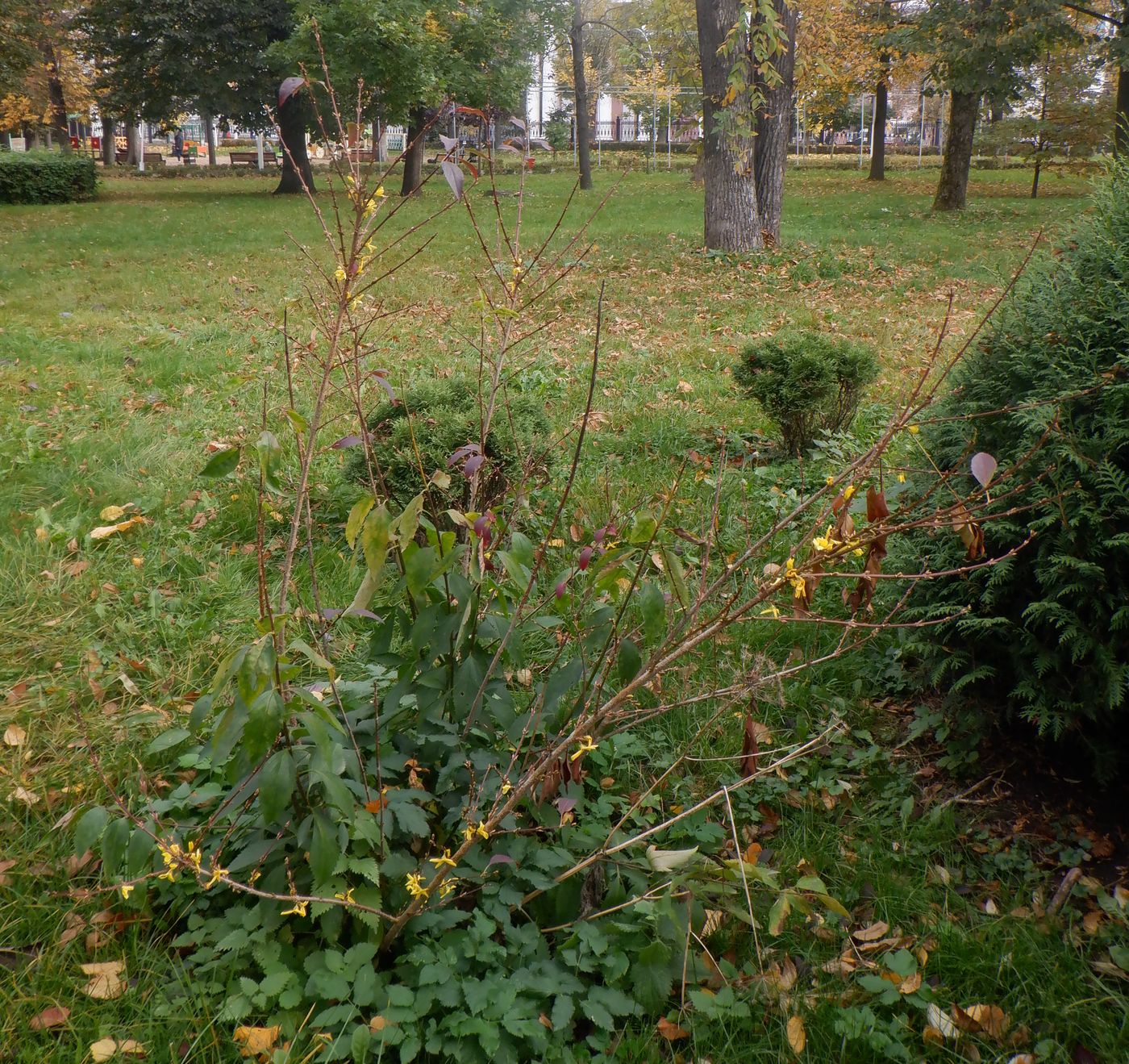 Image of Forsythia &times; intermedia specimen.