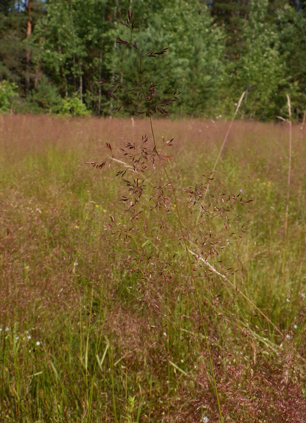 Изображение особи Agrostis tenuis.