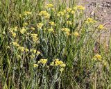 Helichrysum arenarium. Цветущие растения. Саратовская обл., Красноармейский р-н, окр. с. Белогорское, правый берег р. Волга, холмистая степь. 30.05.2019.