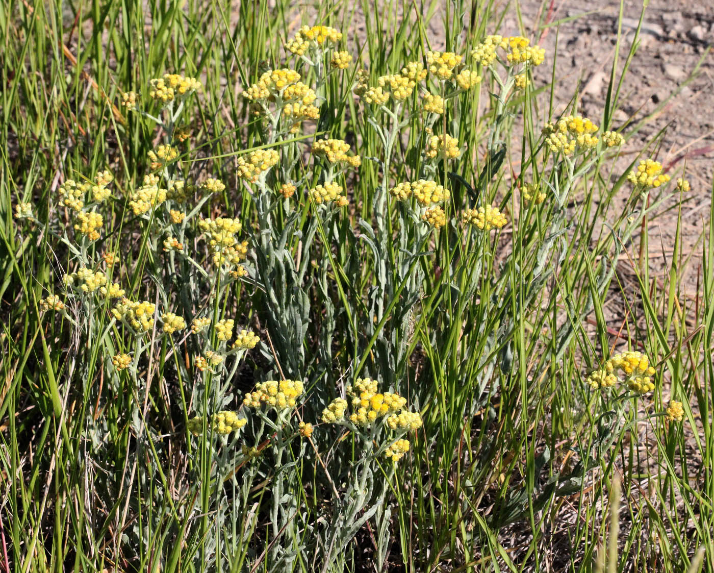 Изображение особи Helichrysum arenarium.