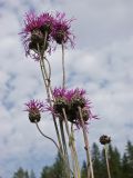 Centaurea apiculata. Верхушки побегов с соцветиями. Архангельская обл., Устьянский р-н, окр. дер. Акичкин Починок, пойма р. Верюга, луг. 16.08.2006.