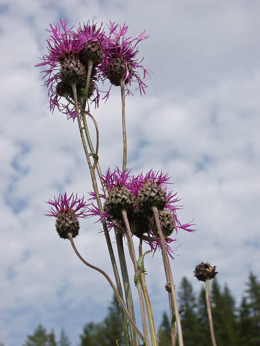 Image of Centaurea scabiosa specimen.