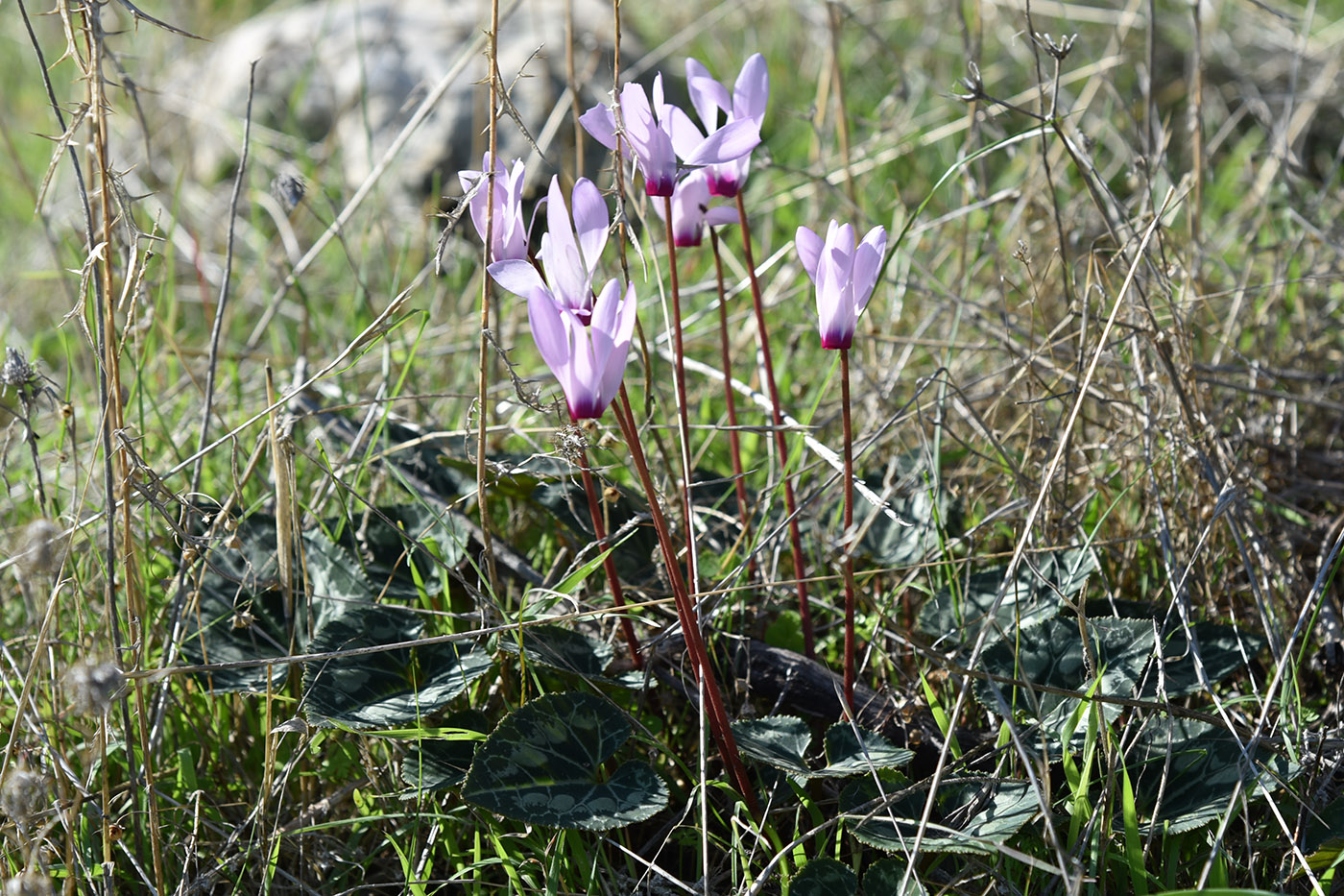 Image of Cyclamen persicum specimen.