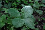 Paris quadrifolia. Верхушка растения с раскрывающимся цветком. Московская обл., окр. г. Железнодорожный, смешанный лес. 09.06.2020.