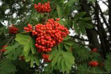 Sorbus aucuparia. Соплодия и листья. Тульская обл., пос. Дубна, СОТ №2, у ограды. 26.07.2019.