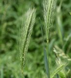 Hordeum murinum