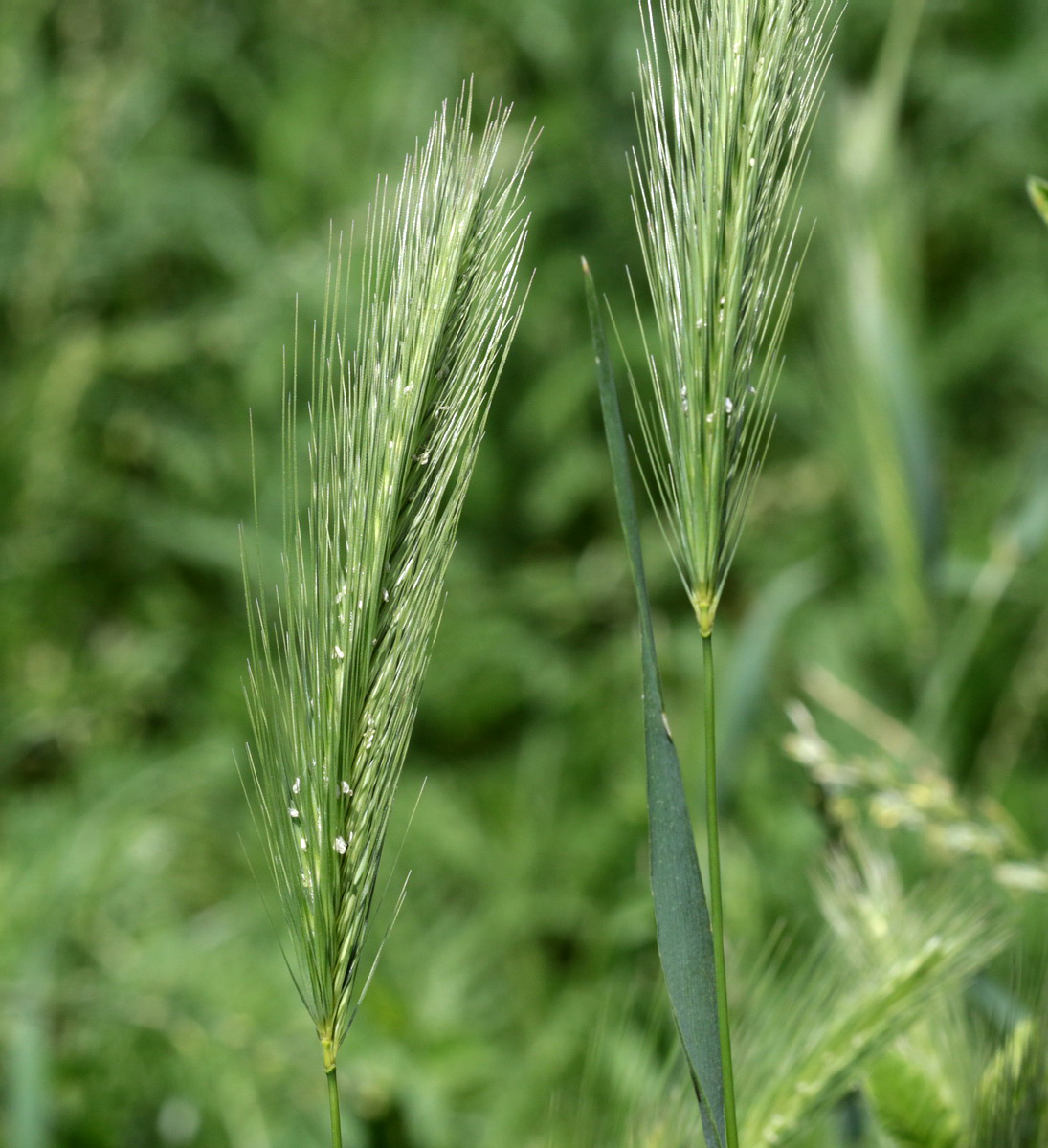 Изображение особи Hordeum murinum.