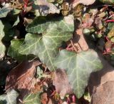 Hedera helix