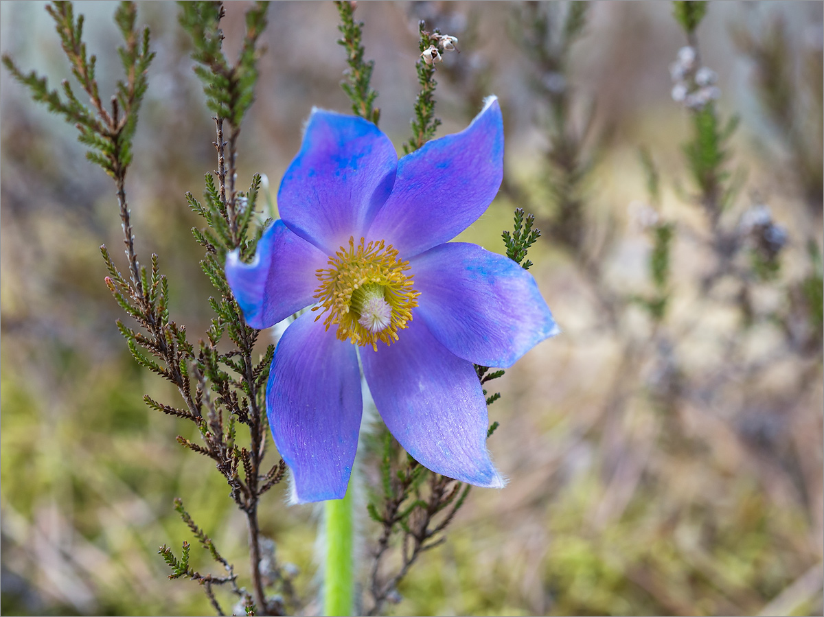 Image of Pulsatilla patens specimen.