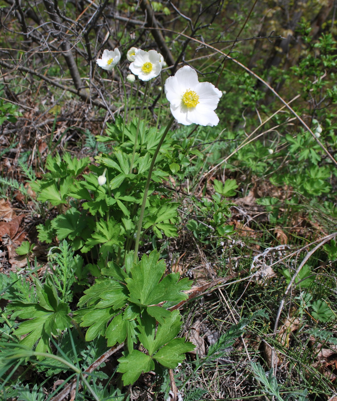 Image of Anemone sylvestris specimen.