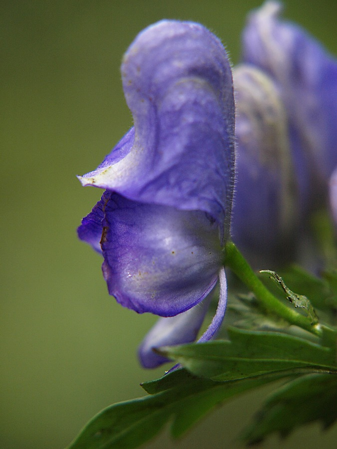 Image of Aconitum taigicola specimen.