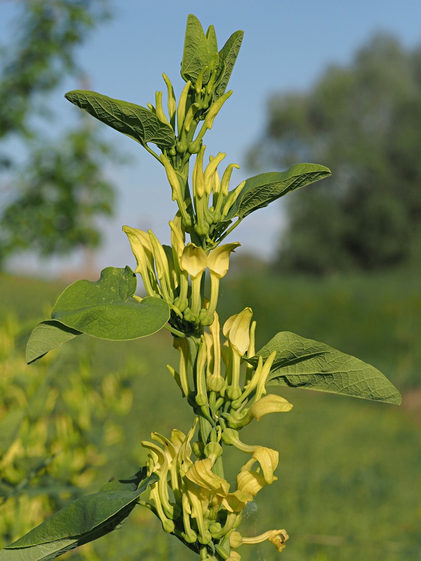 Изображение особи Aristolochia clematitis.