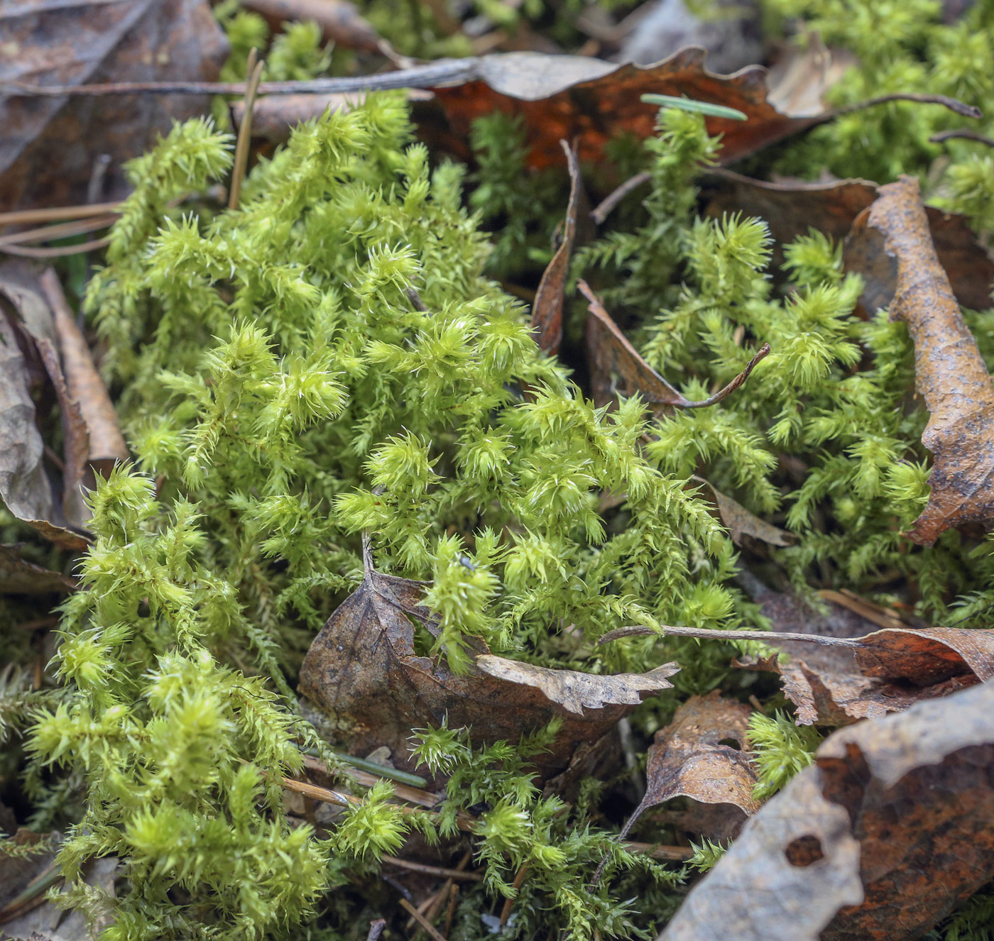 Изображение особи Rhytidiadelphus triquetrus.