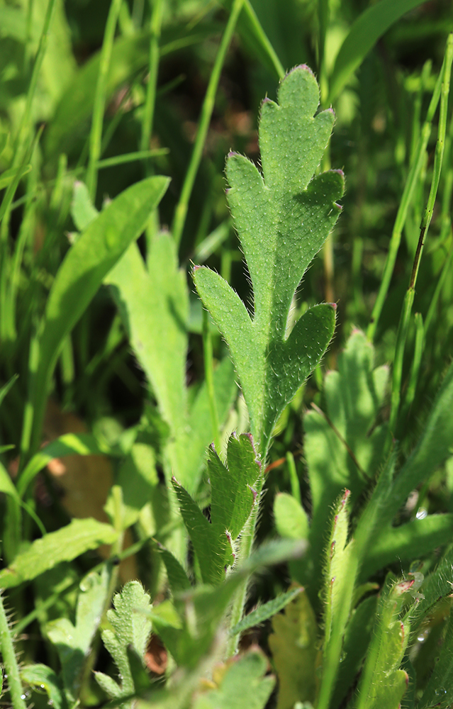 Image of Papaver amurense specimen.