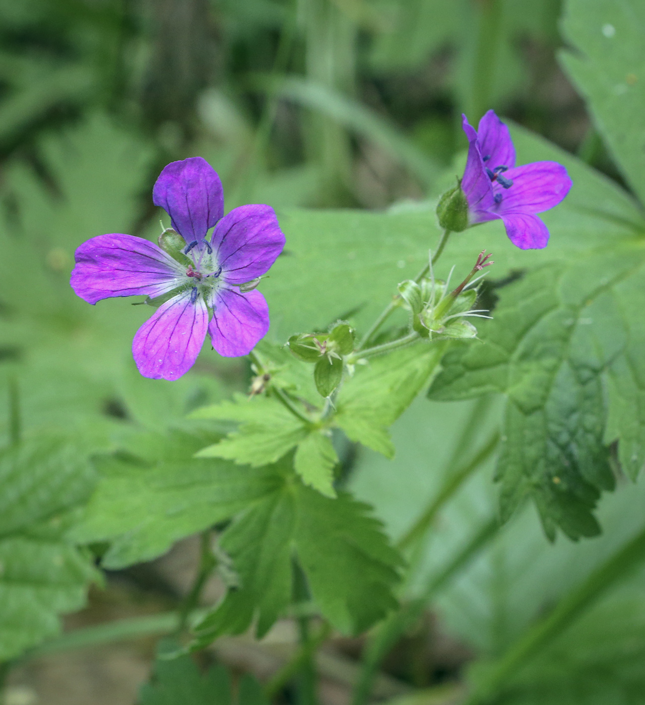 Изображение особи Geranium sylvaticum.