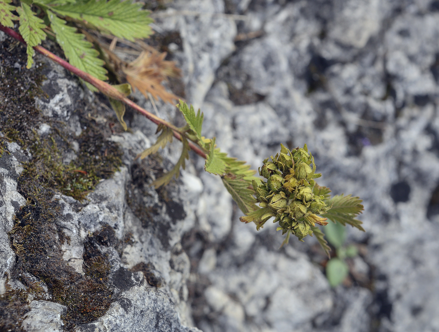 Image of Potentilla longifolia specimen.