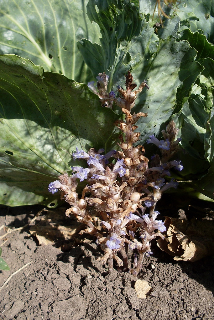 Image of Phelipanche brassicae specimen.