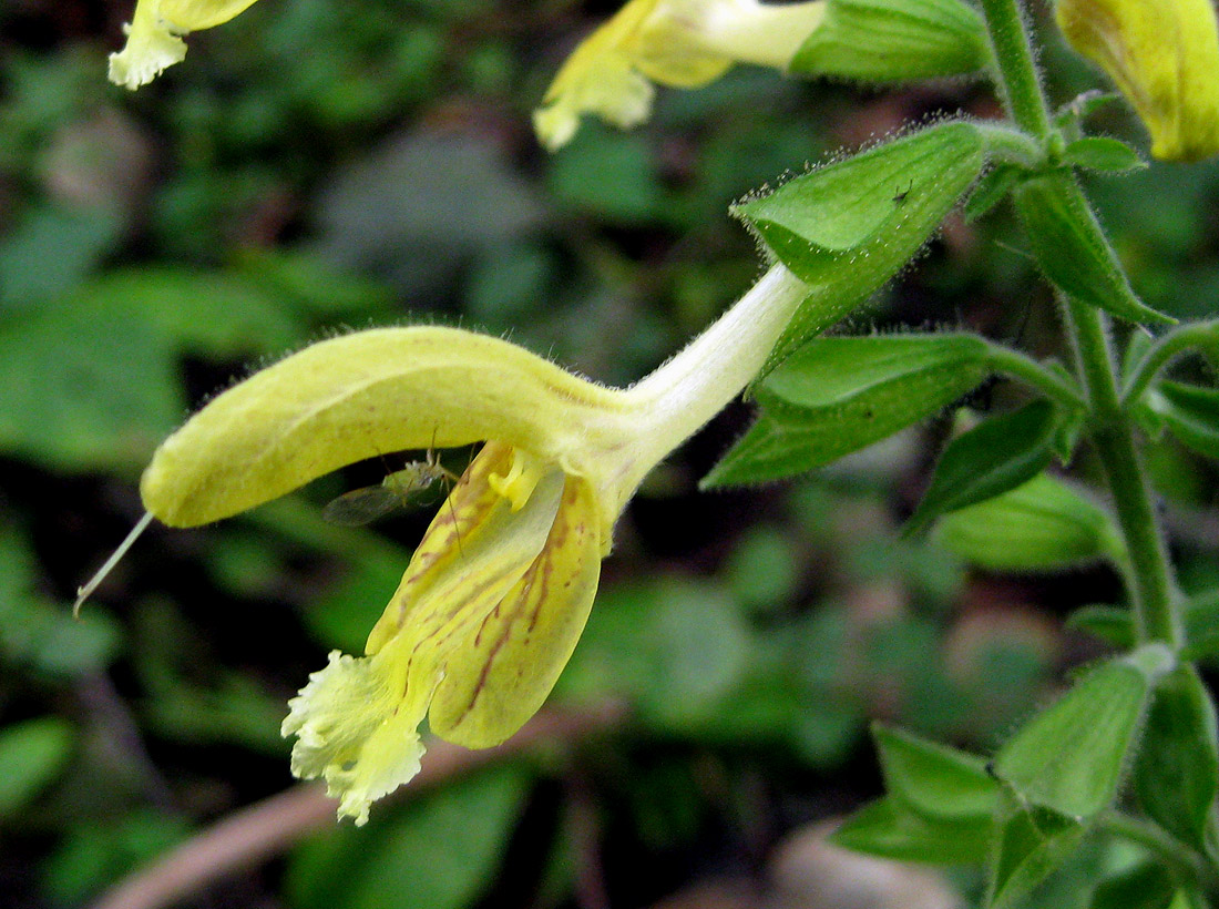 Изображение особи Salvia glutinosa.