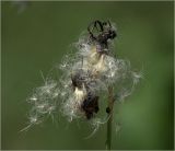 Sonchus arvensis