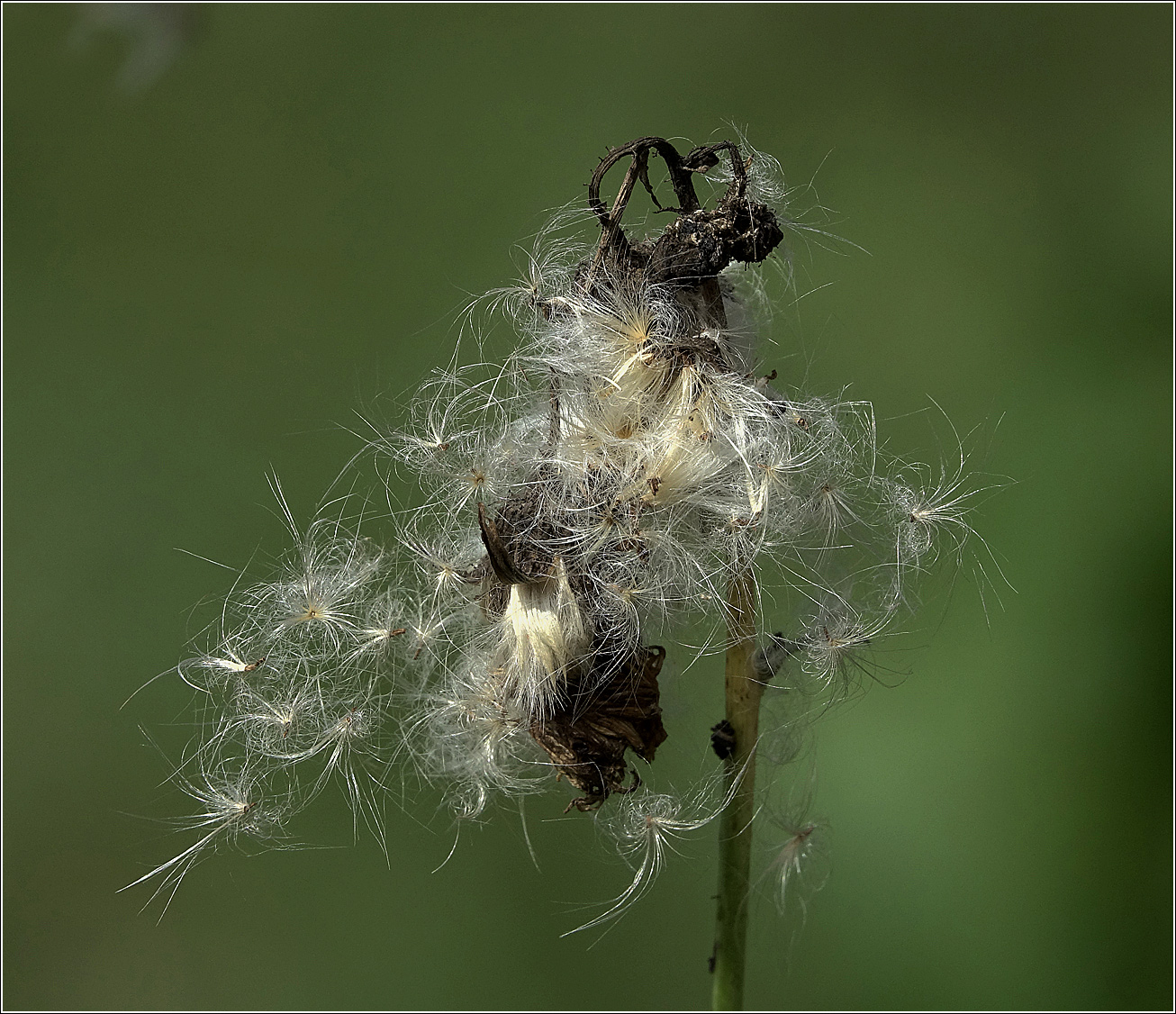 Image of Sonchus arvensis specimen.