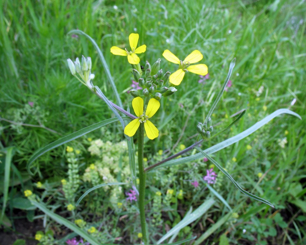 Image of Erysimum canescens specimen.