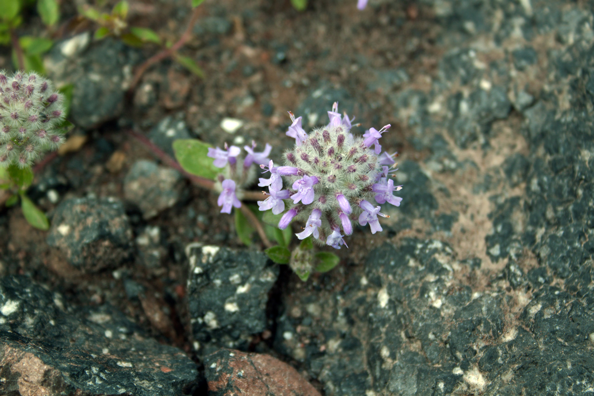 Изображение особи Ziziphora puschkinii.