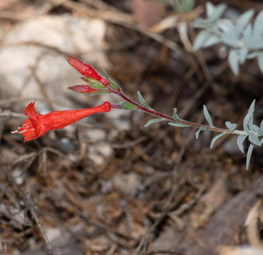 Изображение особи Epilobium canum.