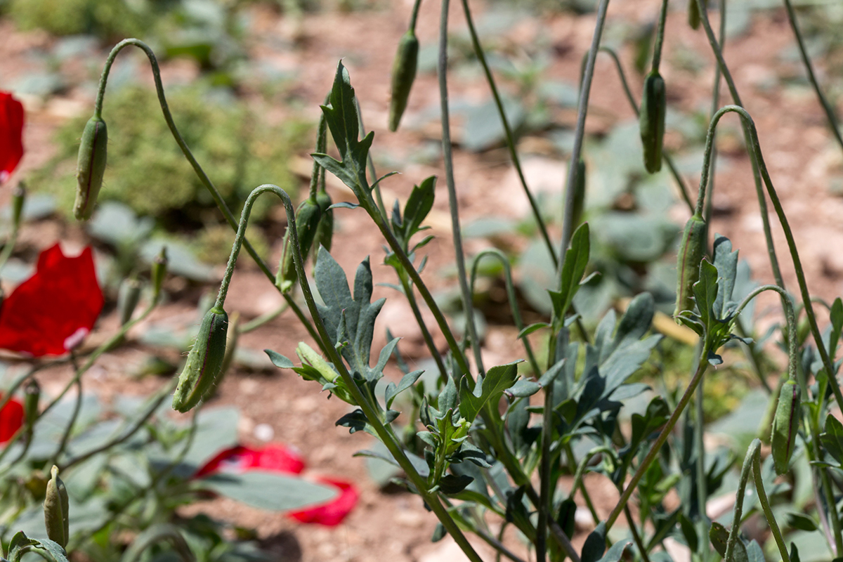 Изображение особи род Papaver.