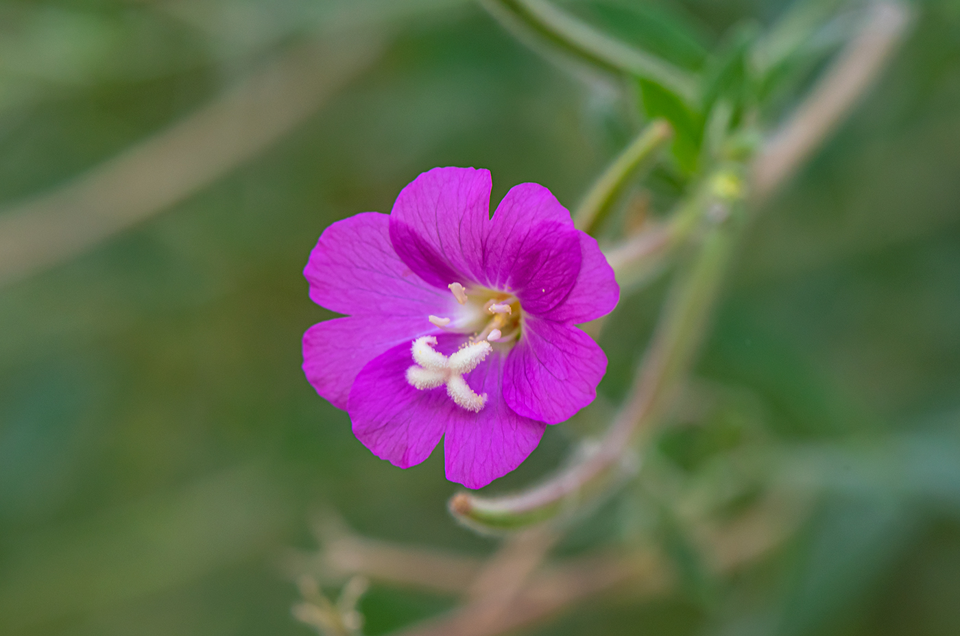 Изображение особи Epilobium hirsutum.