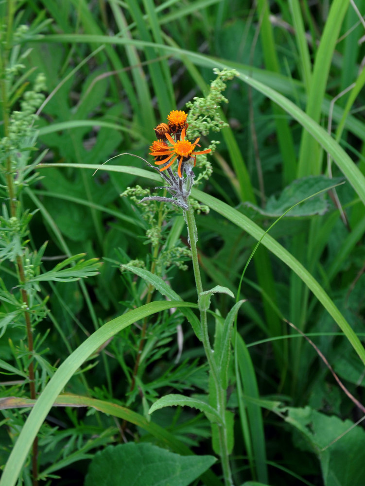 Изображение особи Tephroseris flammea.