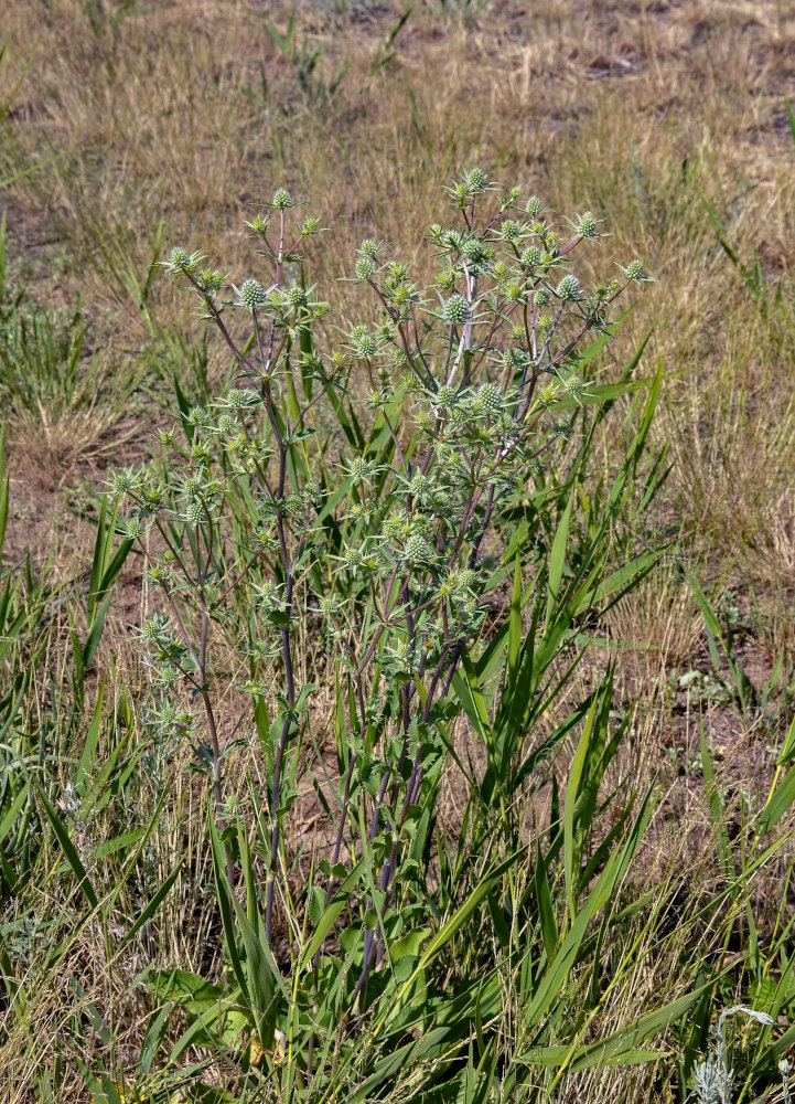 Image of Eryngium planum specimen.