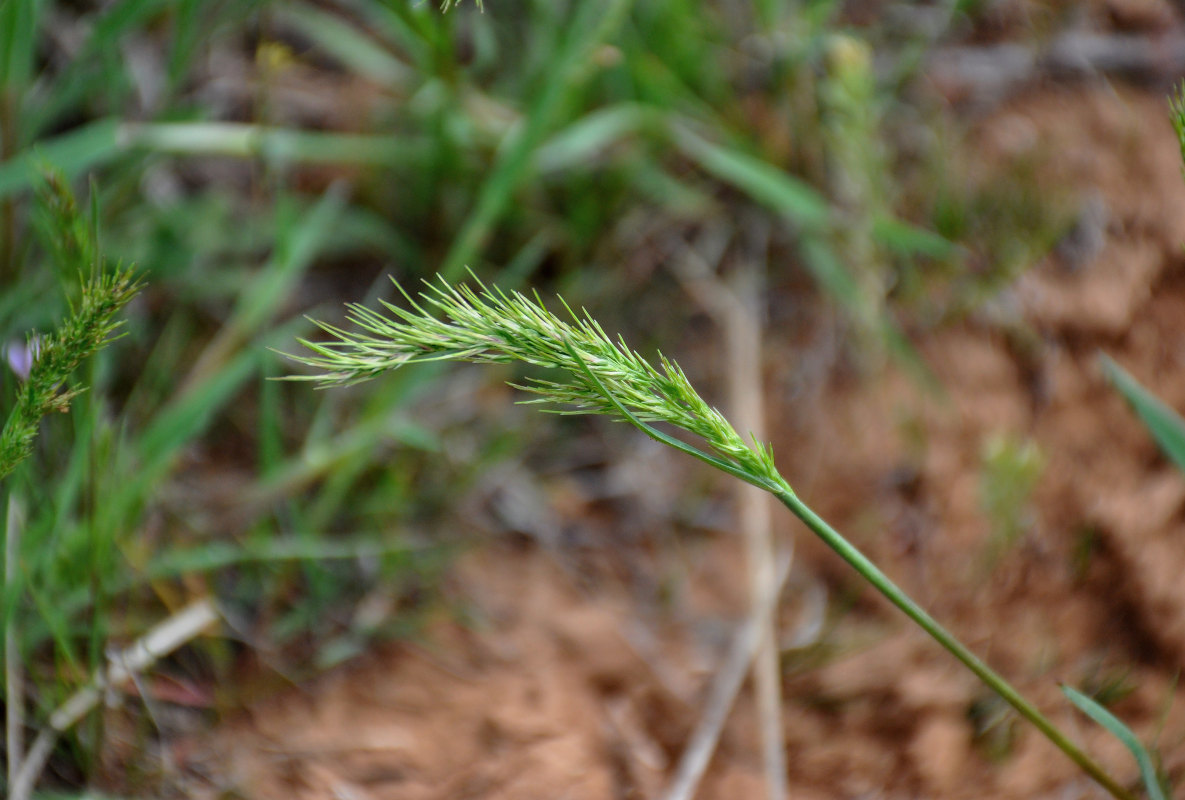 Изображение особи Poa bulbosa ssp. vivipara.