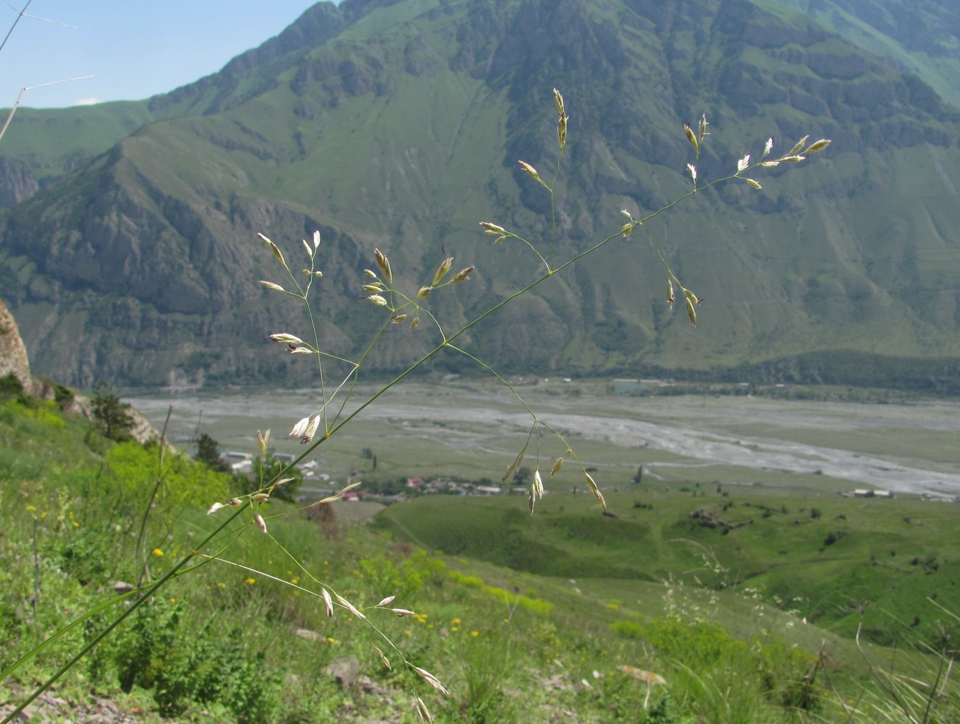 Image of genus Festuca specimen.