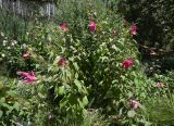 Hibiscus laevis