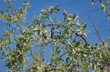 Elaeagnus angustifolia. Верхушка ветви с засохшими прошлогодними плодами. Крым, Ленинский р-н, с. Новоотрадное, у дороги. 10.05.2021.