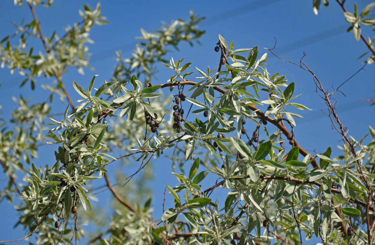 Image of Elaeagnus angustifolia specimen.
