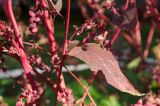 Atriplex sagittata